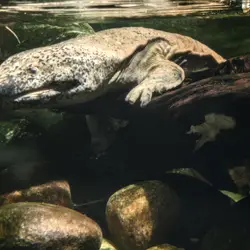 Какое то чудовище