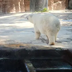 Белый мишка